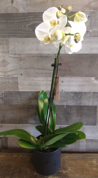 Phalaenopsis Orchid (2 spike)