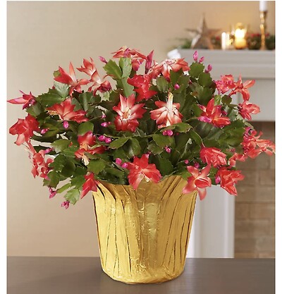 Christmas Cactus Plant (6”)