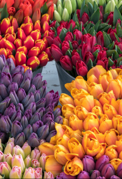 KMD’s Tulips in a Vase Special