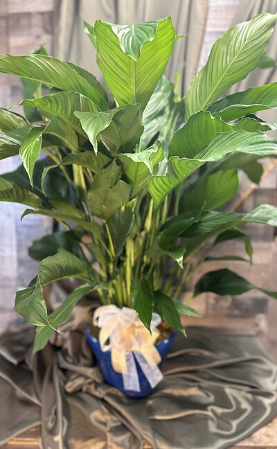 Large Piece Lily Plant (Spathiphyllum)