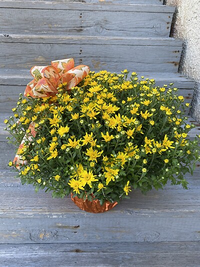 Outdoor Mum 8&quot;pot, kmd